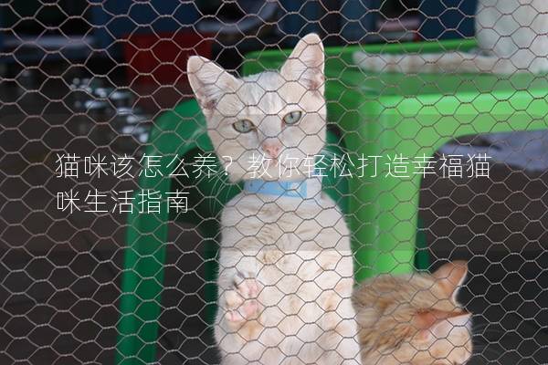 猫咪该怎么养？教你轻松打造幸福猫咪生活指南