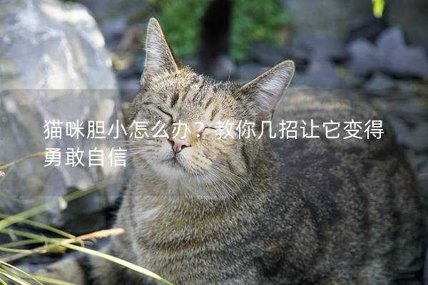 猫咪胆小怎么办？教你几招让它变得勇敢自信