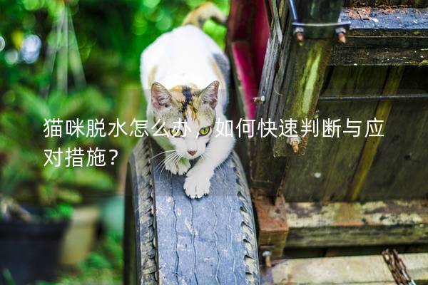 猫咪脱水怎么办，如何快速判断与应对措施？