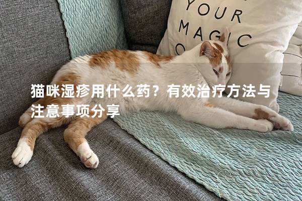 猫咪湿疹用什么药？有效治疗方法与注意事项分享