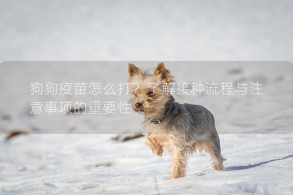 狗狗疫苗怎么打？了解接种流程与注意事项的重要性