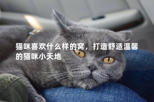 猫咪喜欢什么样的窝，打造舒适温馨的猫咪小天地