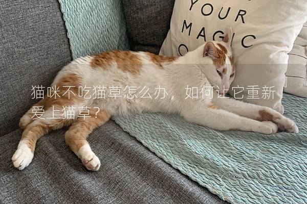 猫咪不吃猫草怎么办，如何让它重新爱上猫草？