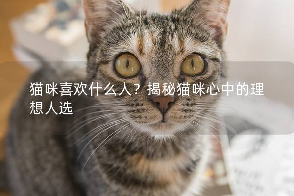 猫咪喜欢什么人？揭秘猫咪心中的理想人选