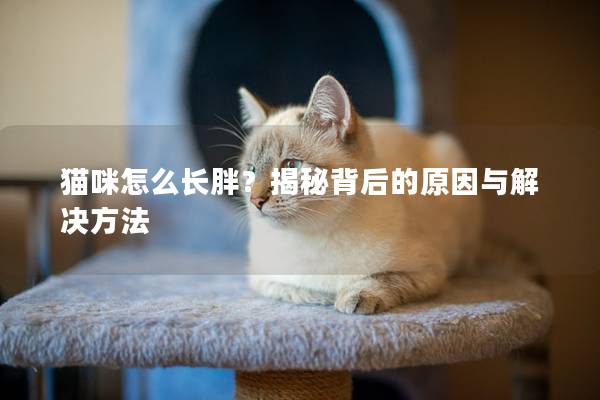 猫咪怎么长胖？揭秘背后的原因与解决方法