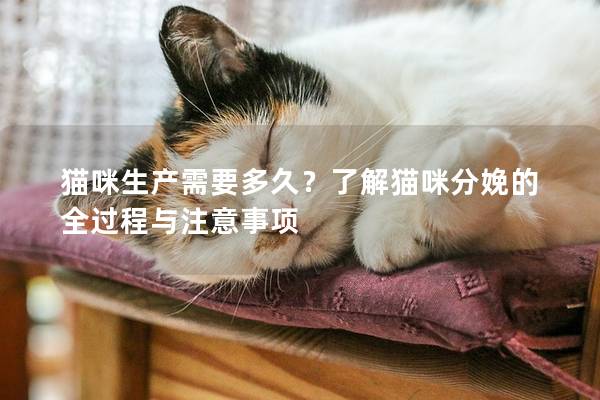 猫咪生产需要多久？了解猫咪分娩的全过程与注意事项