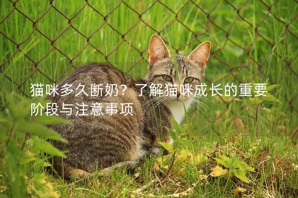 猫咪多久断奶？了解猫咪成长的重要阶段与注意事项