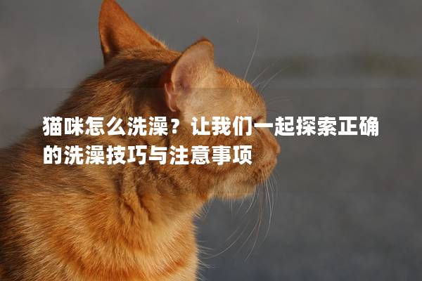 猫咪怎么洗澡？让我们一起探索正确的洗澡技巧与注意事项