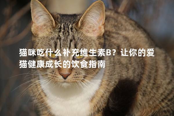 猫咪吃什么补充维生素B？让你的爱猫健康成长的饮食指南