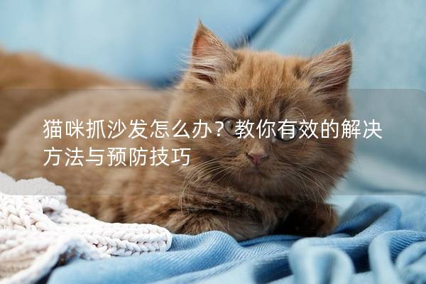 猫咪抓沙发怎么办？教你有效的解决方法与预防技巧