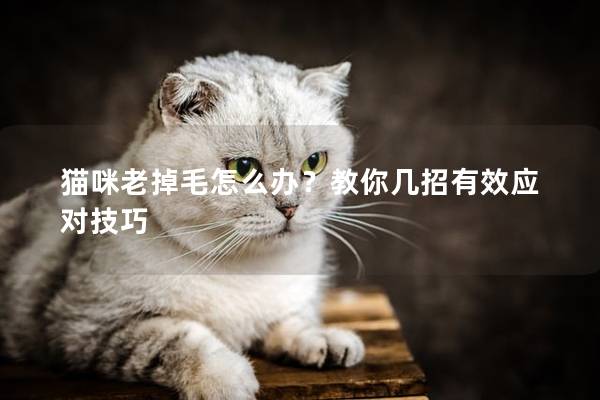 猫咪老掉毛怎么办？教你几招有效应对技巧