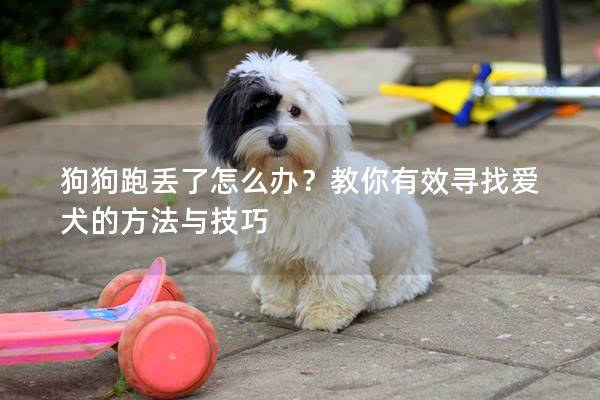 狗狗跑丢了怎么办？教你有效寻找爱犬的方法与技巧