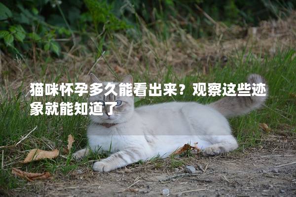 猫咪怀孕多久能看出来？观察这些迹象就能知道了