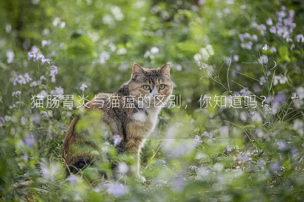 猫肠胃炎与猫瘟的区别，你知道吗？