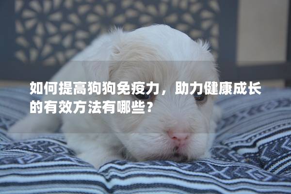 如何提高狗狗免疫力，助力健康成长的有效方法有哪些？