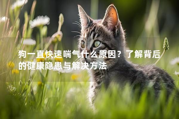 狗一直快速喘气什么原因？了解背后的健康隐患与解决方法