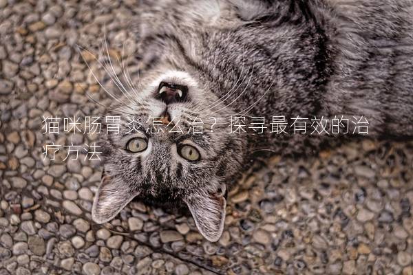 猫咪肠胃炎怎么治？探寻最有效的治疗方法