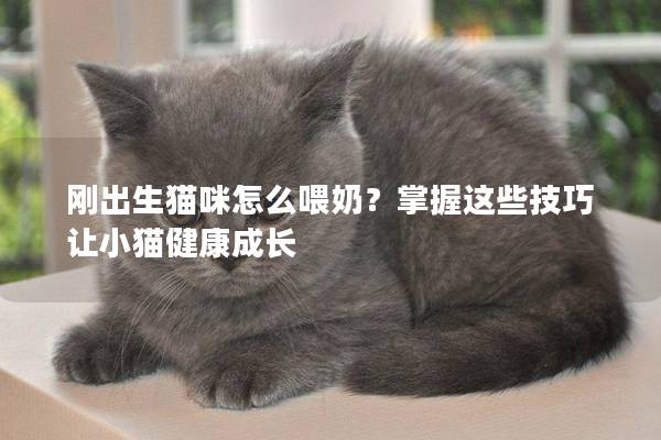 刚出生猫咪怎么喂奶？掌握这些技巧让小猫健康成长