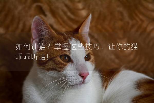 如何训猫？掌握这些技巧，让你的猫乖乖听话!