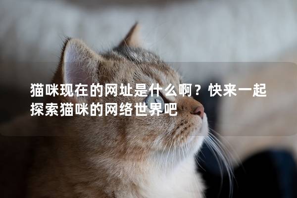 猫咪现在的网址是什么啊？快来一起探索猫咪的网络世界吧