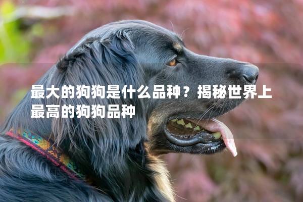 最大的狗狗是什么品种？揭秘世界上最高的狗狗品种