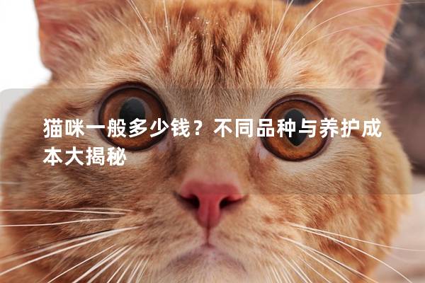 猫咪一般多少钱？不同品种与养护成本大揭秘