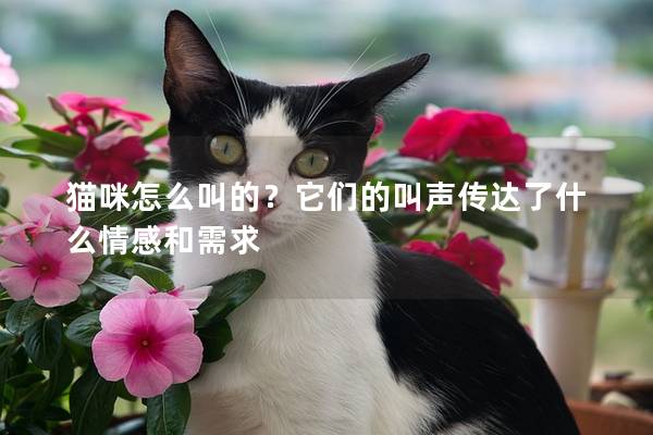 猫咪怎么叫的？它们的叫声传达了什么情感和需求