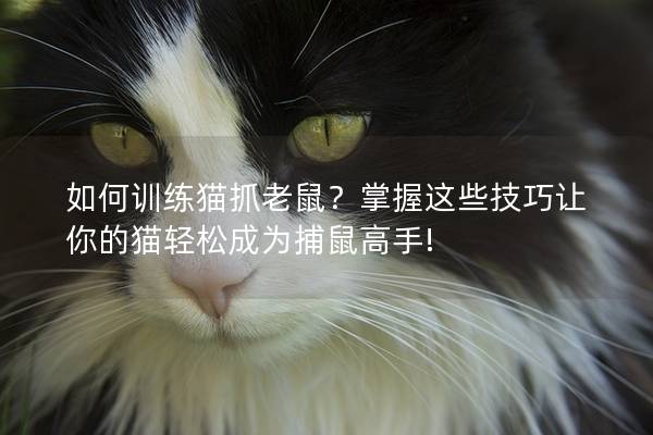 如何训练猫抓老鼠？掌握这些技巧让你的猫轻松成为捕鼠高手!