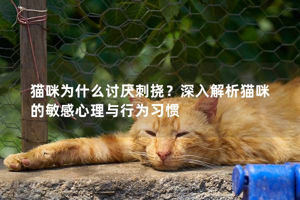 猫咪为什么讨厌刺挠？深入解析猫咪的敏感心理与行为习惯