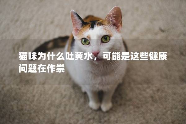 猫咪为什么吐黄水，可能是这些健康问题在作祟