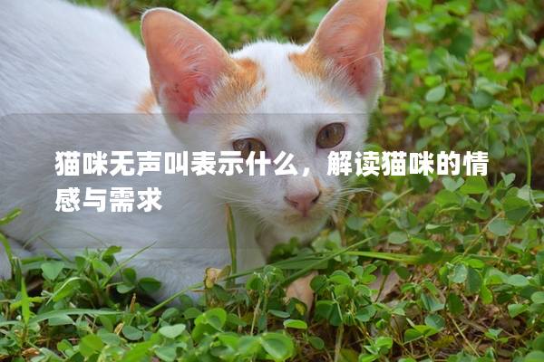 猫咪无声叫表示什么，解读猫咪的情感与需求