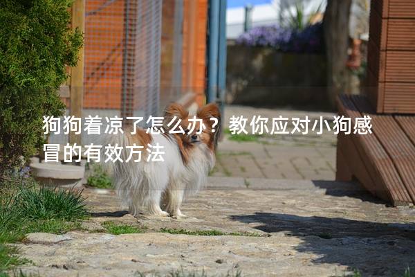 狗狗着凉了怎么办?教你应对小狗感冒的有效方法