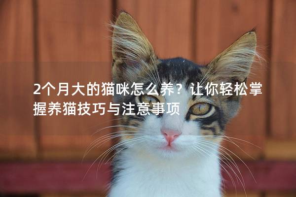 2个月大的猫咪怎么养？让你轻松掌握养猫技巧与注意事项