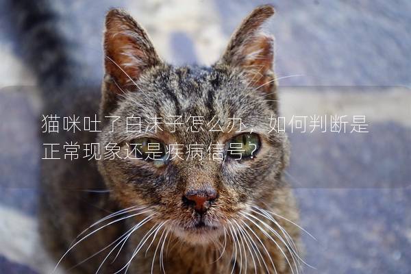 猫咪吐了白沫子怎么办，如何判断是正常现象还是疾病信号？