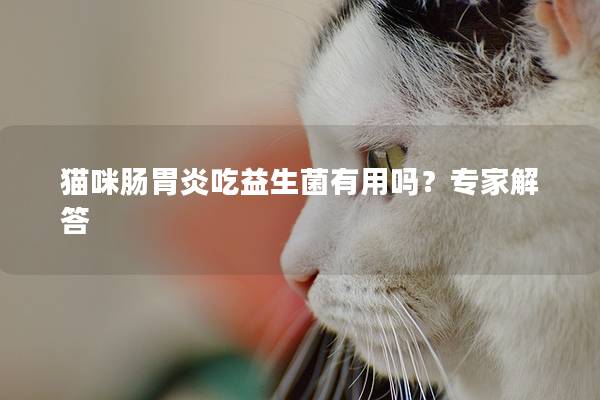 猫咪肠胃炎吃益生菌有用吗？专家解答