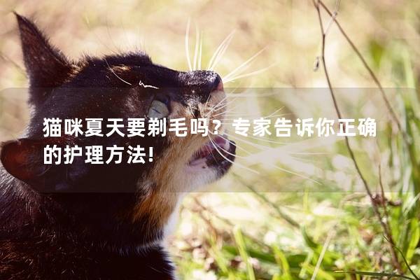 猫咪夏天要剃毛吗？专家告诉你正确的护理方法!