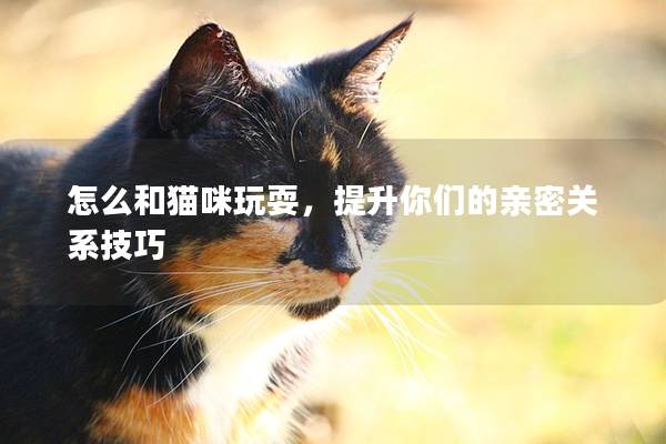 怎么和猫咪玩耍，提升你们的亲密关系技巧