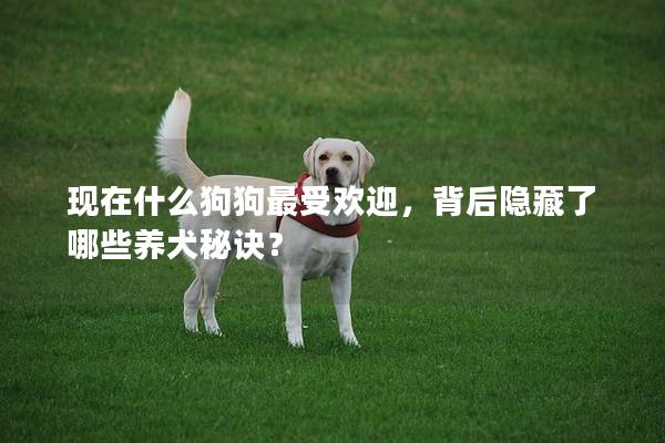 现在什么狗狗最受欢迎，背后隐藏了哪些养犬秘诀？