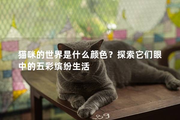 猫咪的世界是什么颜色？探索它们眼中的五彩缤纷生活