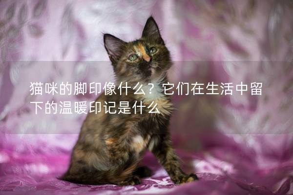 猫咪的脚印像什么？它们在生活中留下的温暖印记是什么