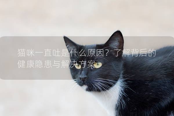 猫咪一直吐是什么原因？了解背后的健康隐患与解决方案