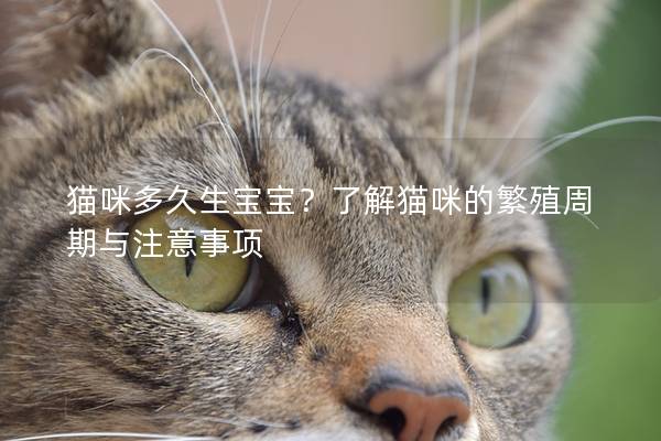 猫咪多久生宝宝？了解猫咪的繁殖周期与注意事项