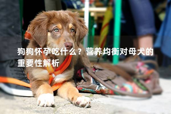 狗狗怀孕吃什么？营养均衡对母犬的重要性解析