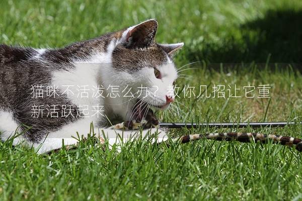 猫咪不活泼怎么办？教你几招让它重新活跃起来