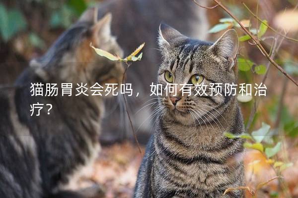 猫肠胃炎会死吗，如何有效预防和治疗？