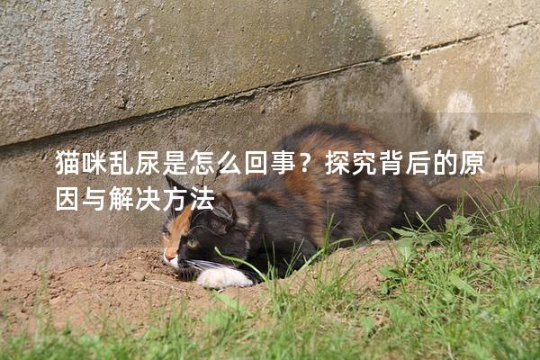 猫咪乱尿是怎么回事？探究背后的原因与解决方法