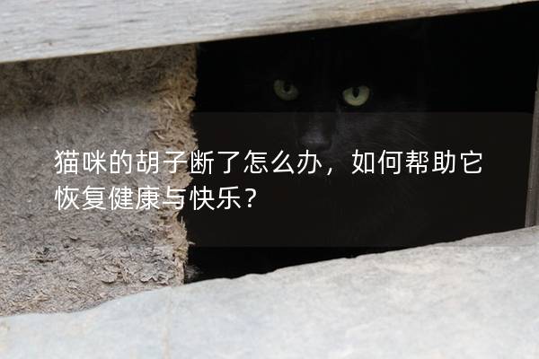 猫咪的胡子断了怎么办，如何帮助它恢复健康与快乐？