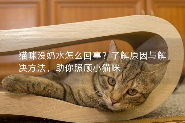 猫咪没奶水怎么回事？了解原因与解决方法，助你照顾小猫咪