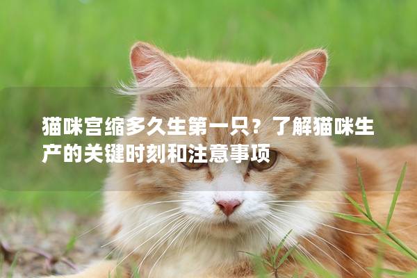 猫咪宫缩多久生第一只？了解猫咪生产的关键时刻和注意事项