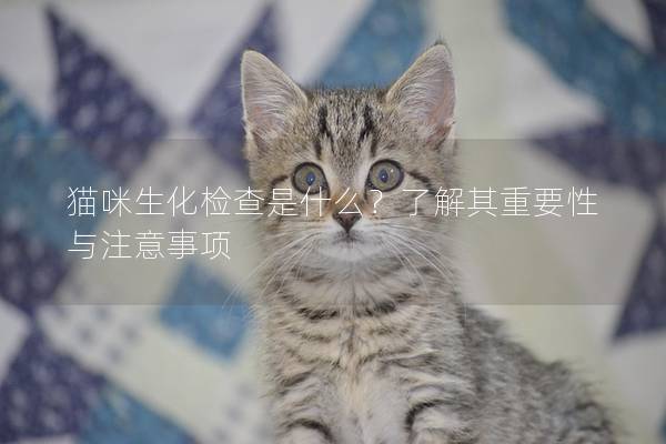 猫咪生化检查是什么？了解其重要性与注意事项